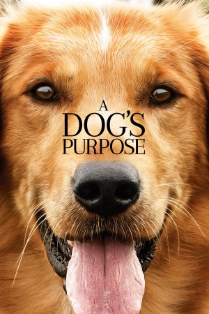 Mục Đích Sống Của Một Chú Chó - A Dog's Purpose