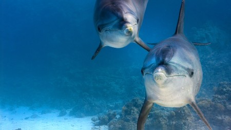 Rạn San Hô Cá Heo - Dolphin Reef